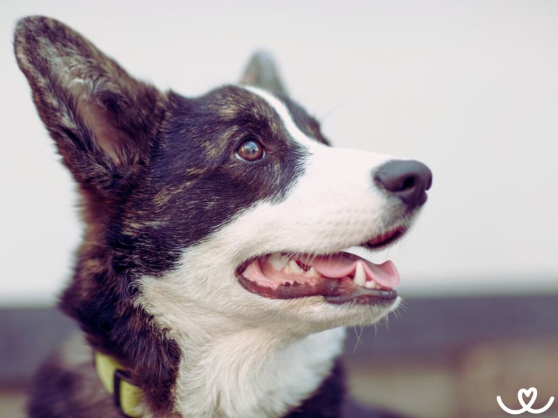 Plemeno-welsh-corgi-cardigan (7)